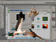 Birds screenshot